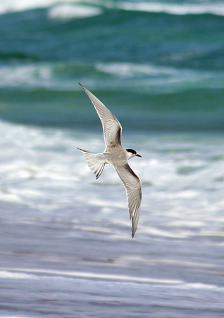 Common Tern, Outer Banks, NC