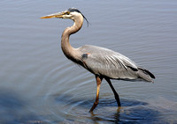 Great Blue Heron - Mason Pond