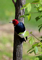 Red-headed Woodpecker - Sky Meadows State Park
