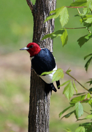 Red-headed Woodpecker - Sky Meadows State Park
