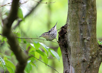 Black-and-white Warbler - Northern VA
