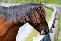 Wild Pony, Assateague Island State Park, MD