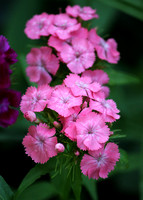 Pink Beauty Sweet William Dianthus