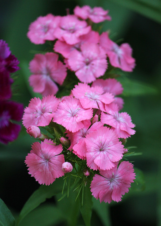 Pink Beauty Sweet William Dianthus