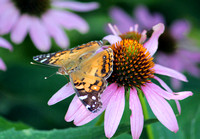 Painted Lady Butterfly, Merrifield Garden Center, Fairfax, VA