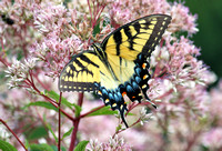 Eastern Tiger Swallowtail, Meadowlark Botanical Gardens, VA
