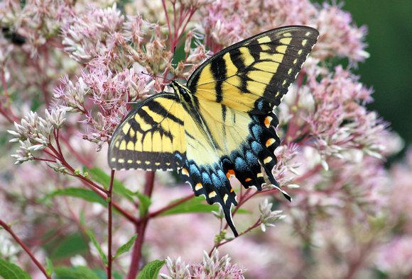 Eastern Tiger Swallowtail, Meadowlark Botanical Gardens, VA