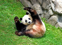 Giant Panda, Smithsonian National Zoo (Tian Tian)