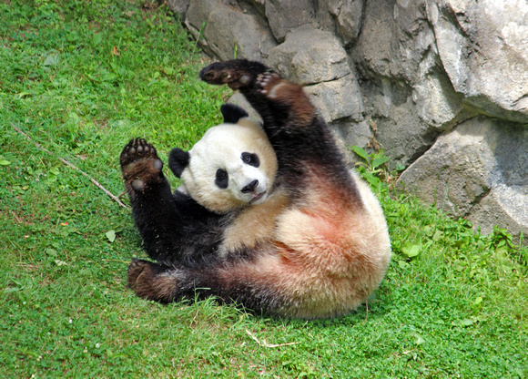 Giant Panda, Smithsonian National Zoo (Tian Tian)