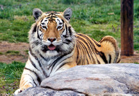 Tiger, Virginia Safari Park