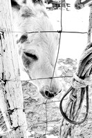 Maryland Petting Farm Pony