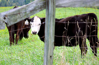 Sky Meadows Cattle