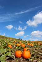 October pumpkins