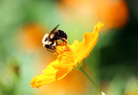 Pollinator (Common Eastern Bumble Bee)