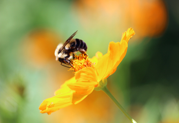 Pollinator (Common Eastern Bumble Bee)