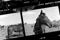 Texas Horses, Film Negative